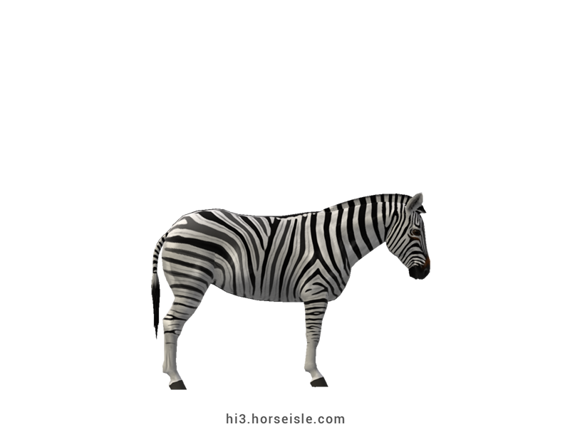 Burchell's Zebra White Striped Coat (right view)
